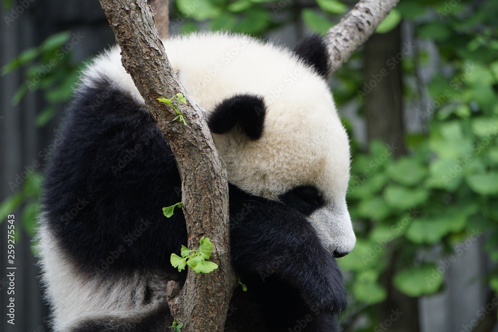 Obraz premium Baby Panda in Tree