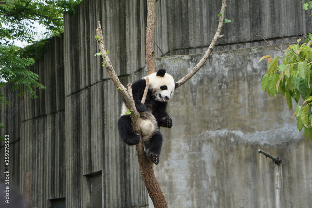 Obraz premium Baby Panda in Tree
