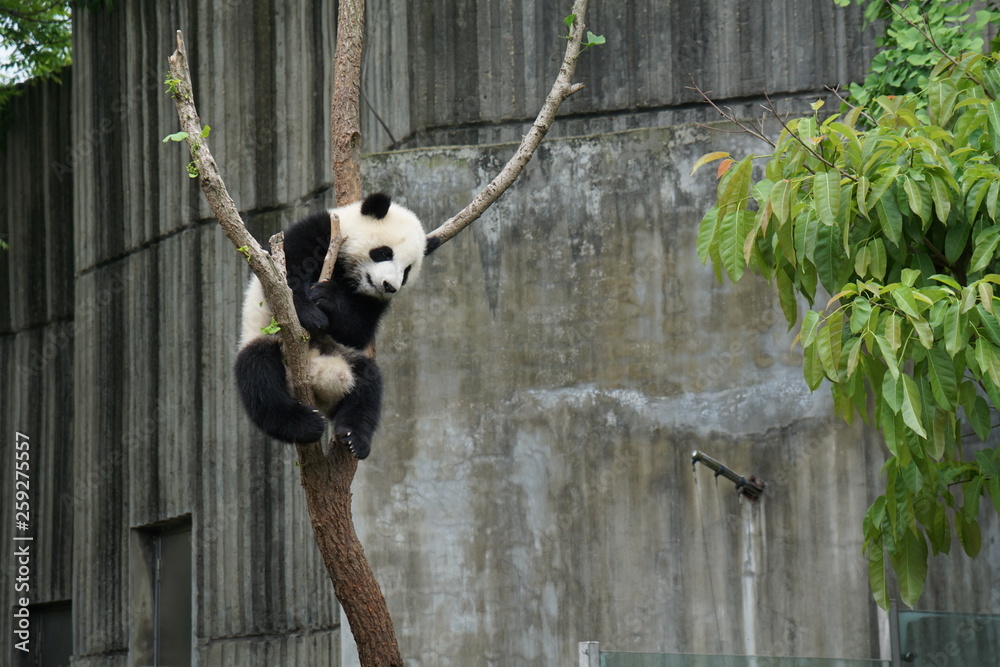 Obraz premium Baby Panda in Tree