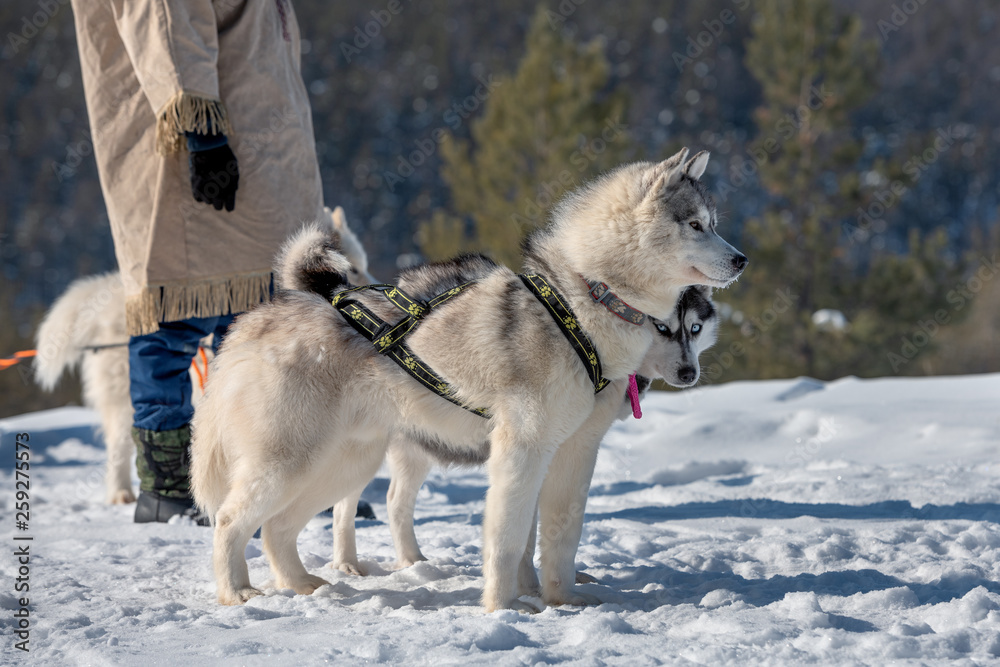 dog sledding standing near a musher and preparing for riding tourists dog sledding standing near a musher and preparing for riding tourists