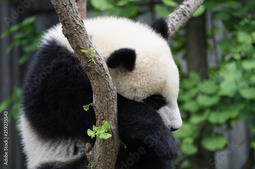 Fototapeta Naklejka Na Ścianę i Meble -  Baby Panda in Tree