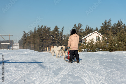 Sledding with husky dogs in Yakutsk, Yakutia