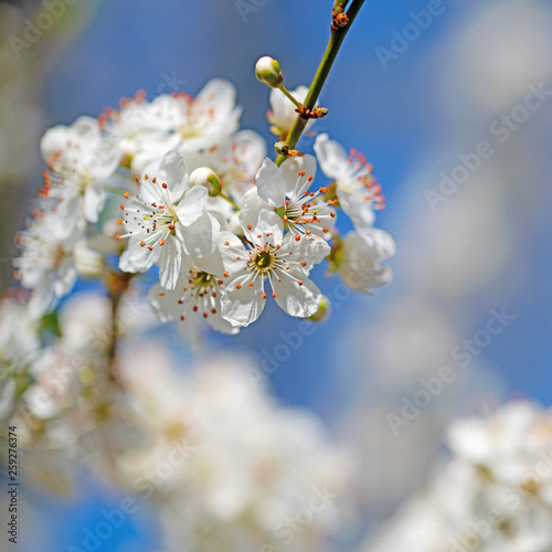 Blühende Wildpflaumen, Prunus cerasifera