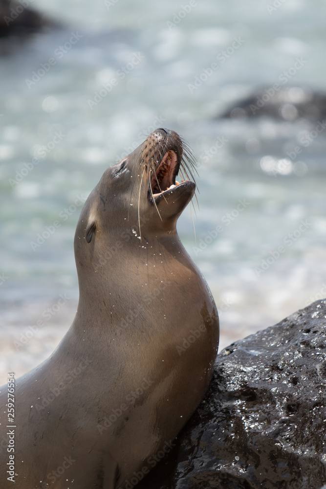 Fototapeta premium Galapagos Sea Lion