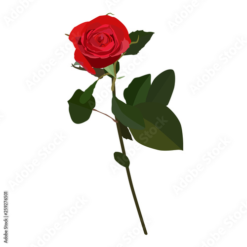 Blooming red rose vector flat isolated illustration