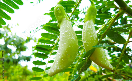 Beautiful white Agasta flower Make delicious sour curry As food and herbs