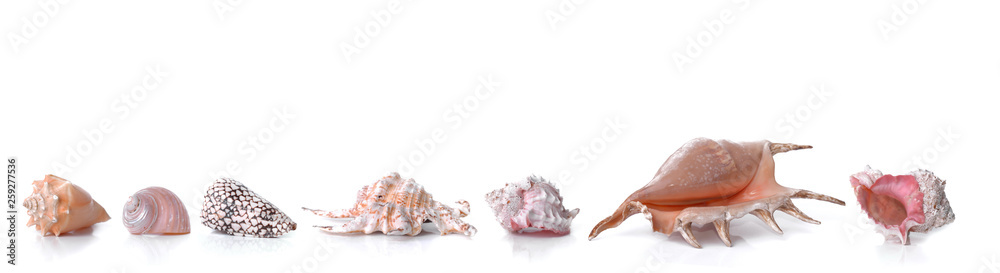 beautiful collection of seashells in line on white background and panoramic size beautiful collection of seashells in line on white background and panoramic size