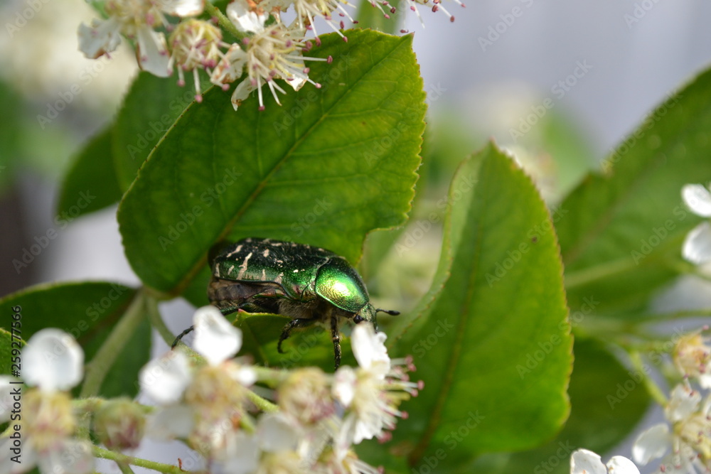 The extraordinary world of insects of our planet 6 The extraordinary world of insects of our planet 6