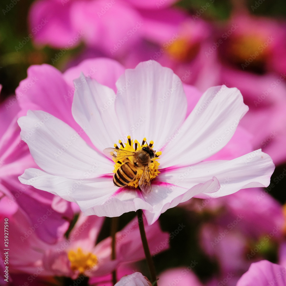 Honey Bee collecting pollen on flower Honey Bee collecting pollen on flower