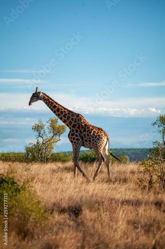Photography Giraffe