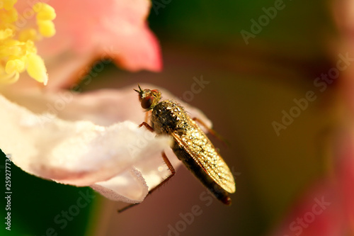 Fly insects, the stolen fly photo