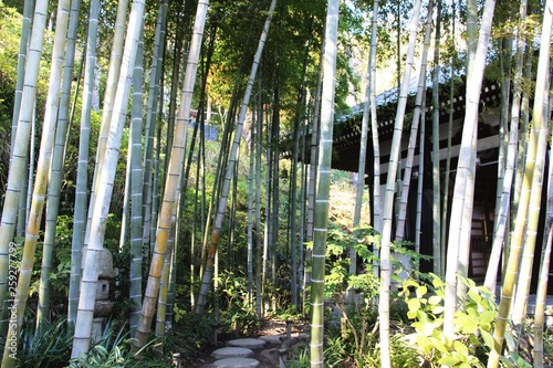 Hut hidden in a bamboo forest