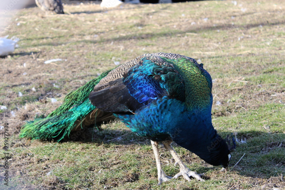 Fototapeta premium Peacock