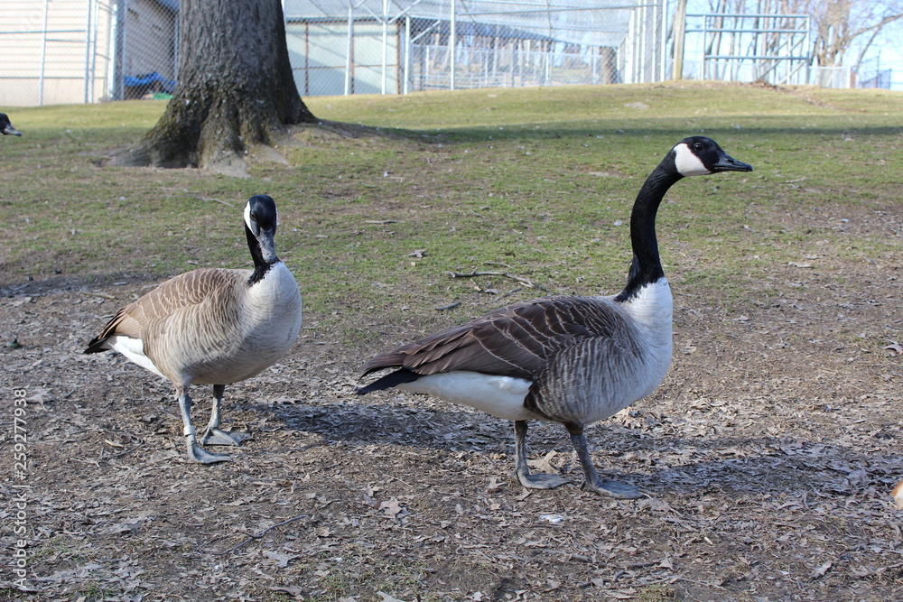 Fototapeta premium Canadian Goose