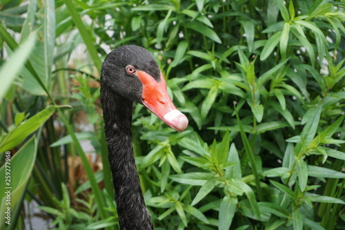 portrait of a black swan photo