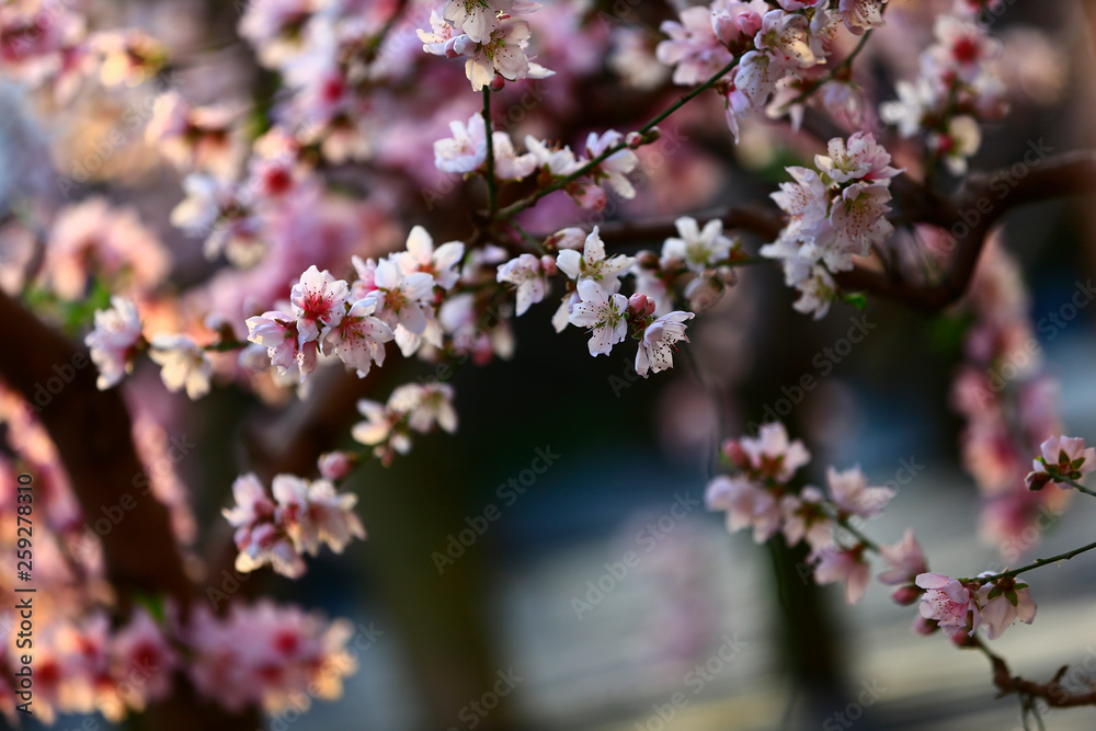 In full bloom in the peach blossom