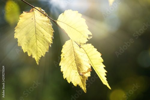 yellow leaves on a thin tree branch on blurred dark green background.