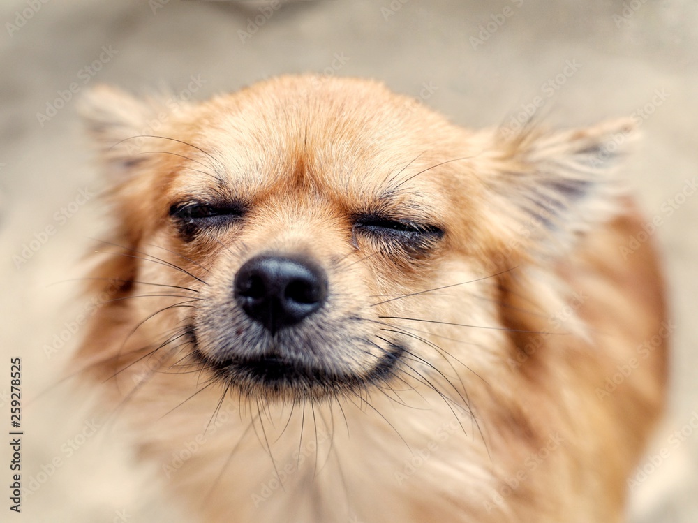 A chihuahua dog close its eye 