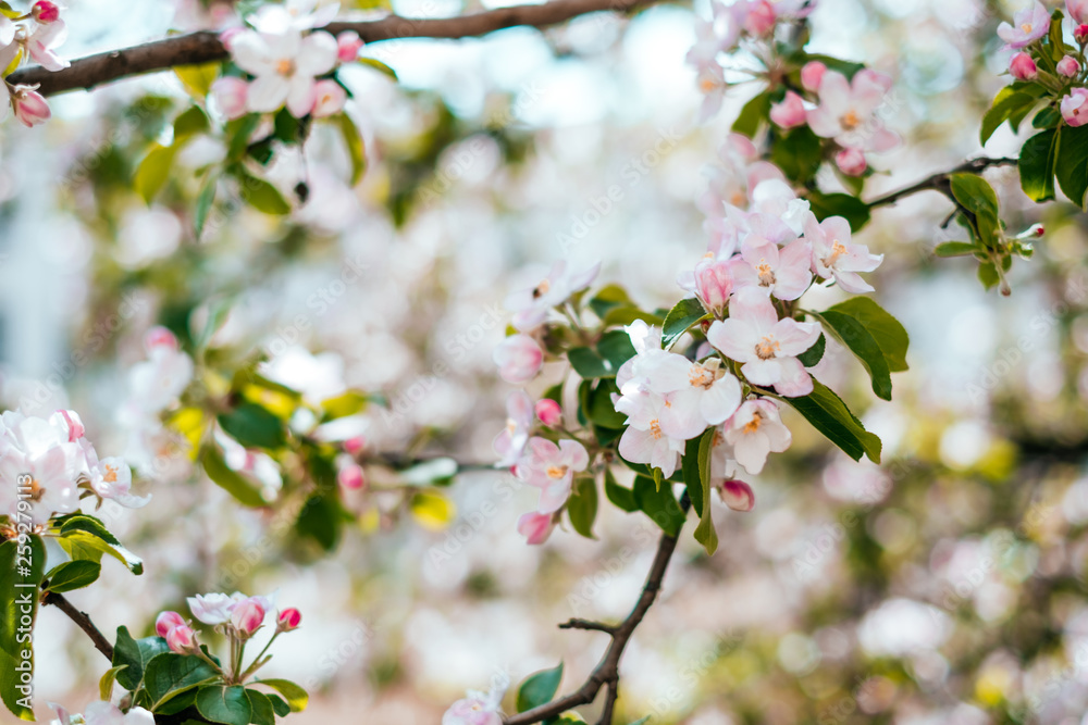Obraz premium Apple blossom background