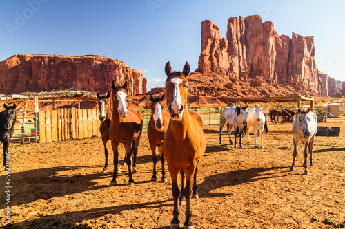 Beautiful Horses in Pen in Monument Valley  Elephant Butte Rock in Background