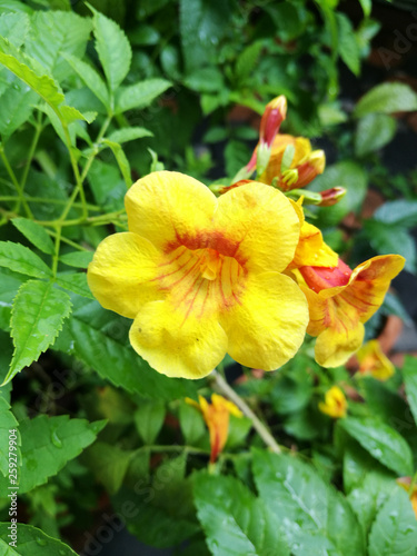 Tecoma stans flower, closeup © Sonthaya