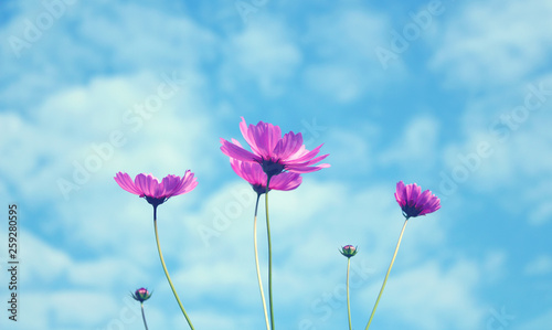 Cosmos flowers background © pattymalajak