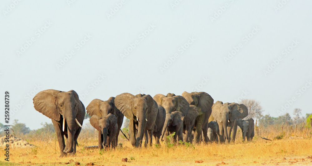 Obraz premium Herd of elephants walking across the dry dusty savannah in Hwange National Park