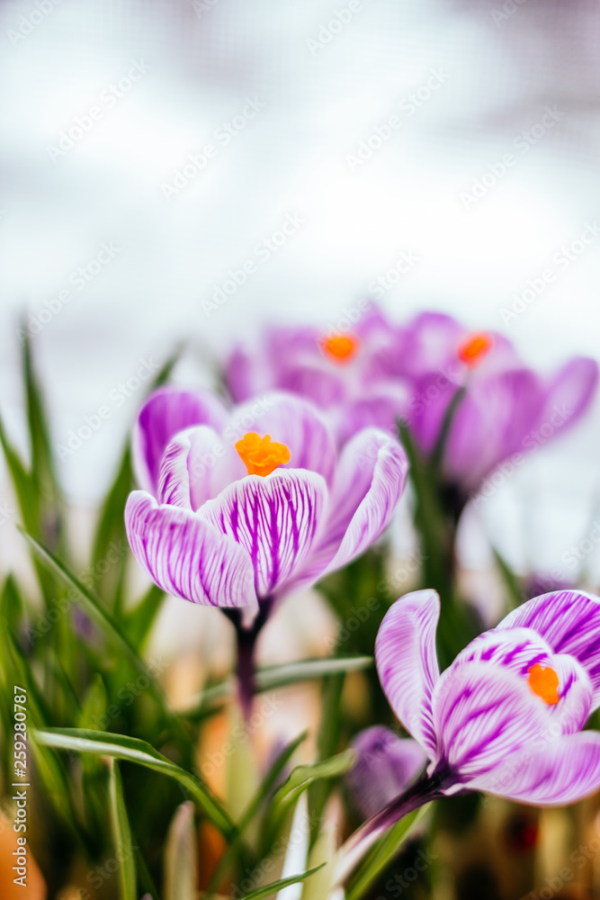 Spring Crocus flowers Spring Crocus flowers