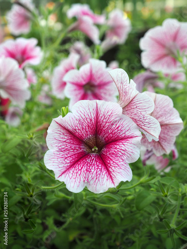 Petunia flowers
