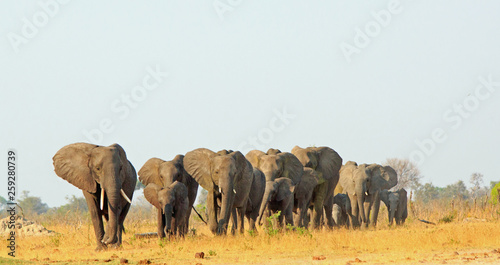 Herd of elephants walking across the dry dusty savannah in Hwange National Park