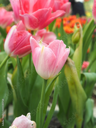 Tulip Flowers in garden