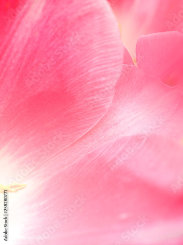 Tulip Flowers in garden