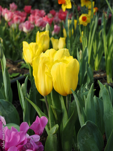 Tulip Flowers in garden
