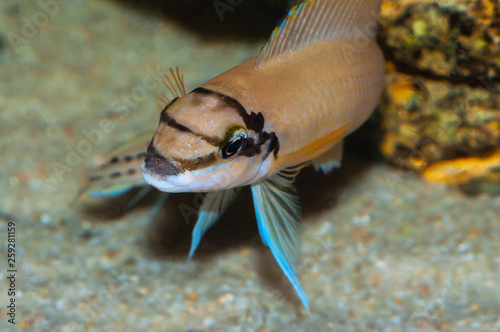 Chalinochromis brichardi "Burundi" from Tanganyika lake in the tank close up.