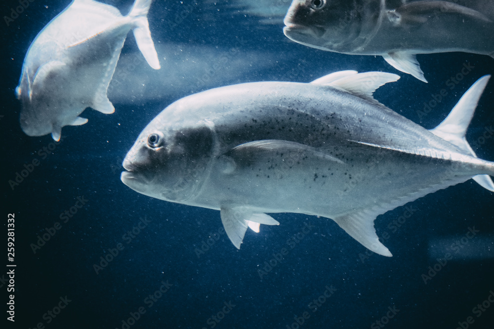 Naklejka premium fish in an aquarium