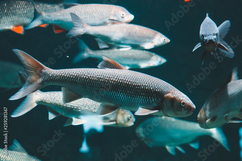 Photography tropical fish in aquarium