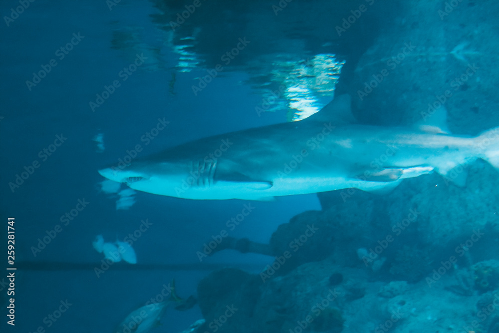 Fototapeta premium great white shark in an aquarium
