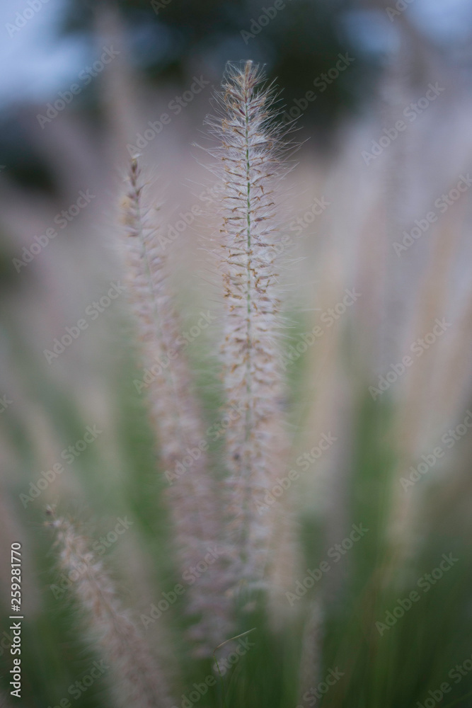 close up of grass