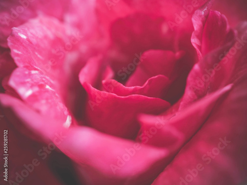 Closeup pink rose for background