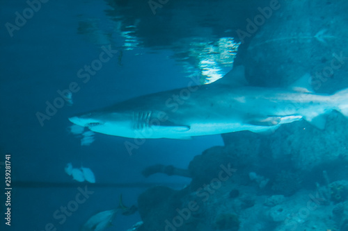 great white shark in an aquarium