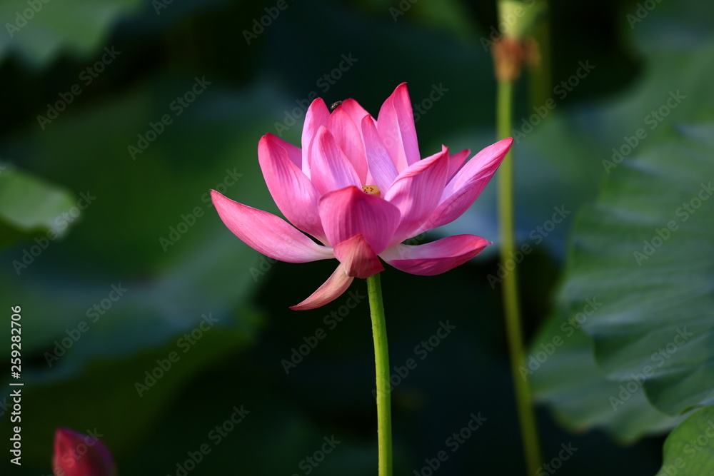 Blooming lotus flower, very beautiful Blooming lotus flower, very beautiful