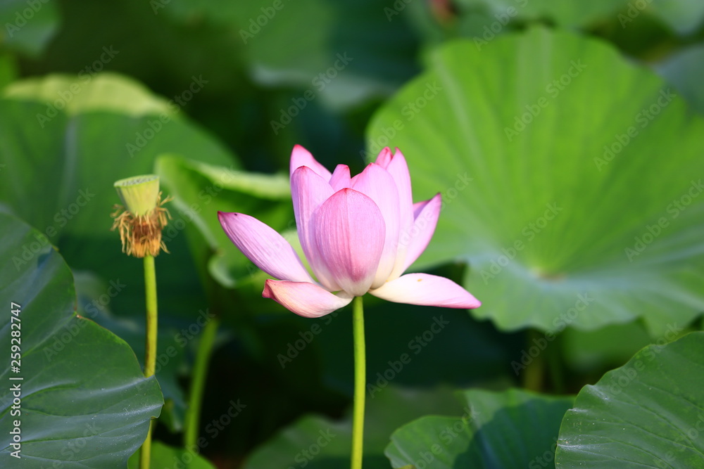 Blooming lotus flower, very beautiful