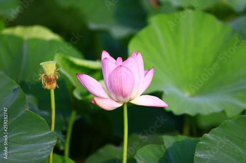 Blooming lotus flower  very beautiful