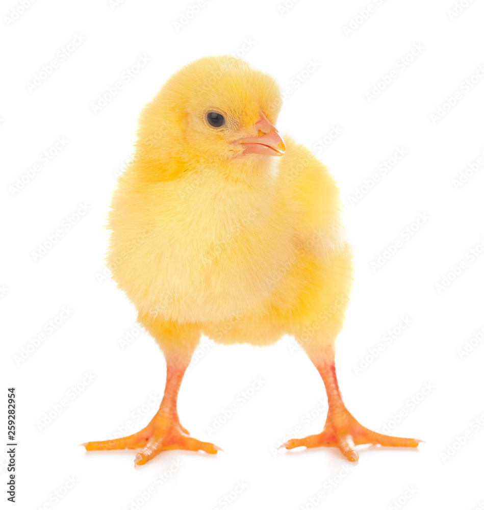 Cute little chicken isolated on white background Cute little chicken isolated on white background