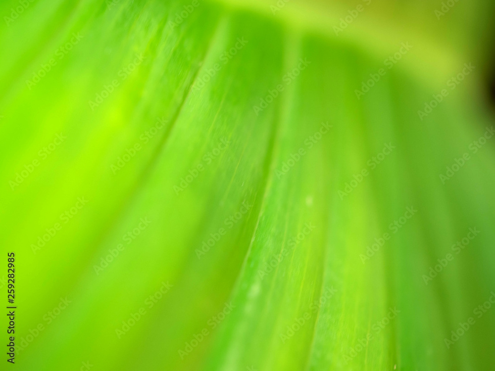 Natural Green Leaves Background in soft focus with Shiny Light. Spring Natural Background Concept. Natural Green Leaves Background in soft focus with Shiny Light. Spring Natural Background Concept.