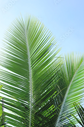 coconut leave with blue sky background