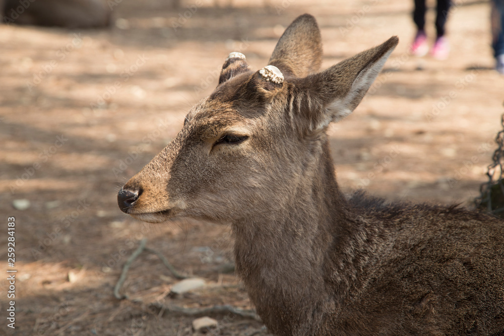fawn or deer in the prairies of Tobihino in the city of Nara in Japan 3 fawn or deer in the prairies of Tobihino in the city of Nara in Japan 3