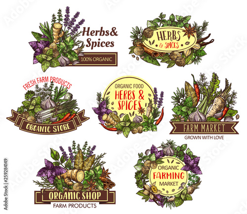 Spices and herbs sketches of cooking seasonings