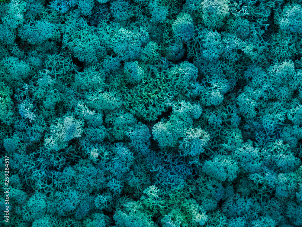 Fototapeta premium creative idea for background of green stabilized moss