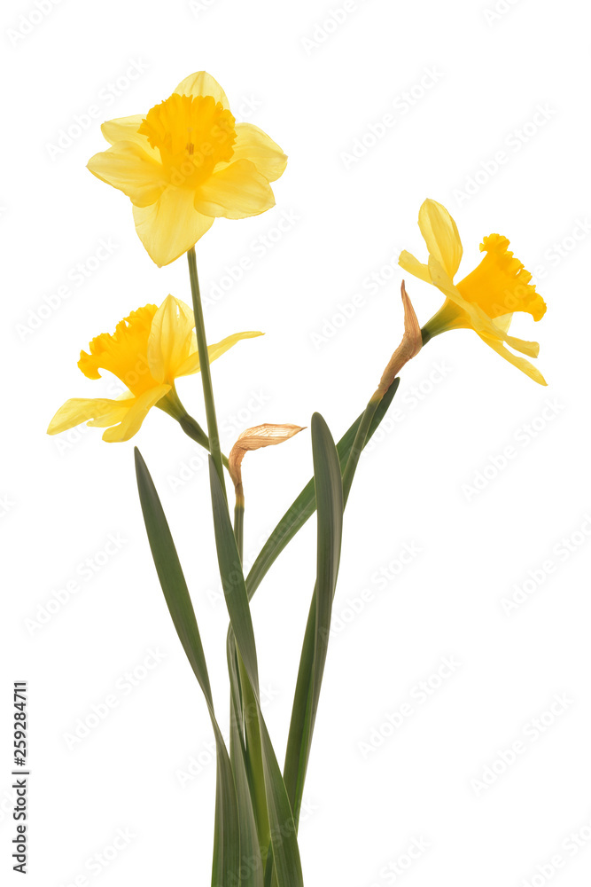 Narcissus yellow isolated on white with clipping path Narcissus yellow isolated on white with clipping path
